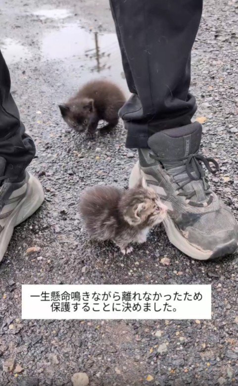 男性の靴にすがりつく子猫