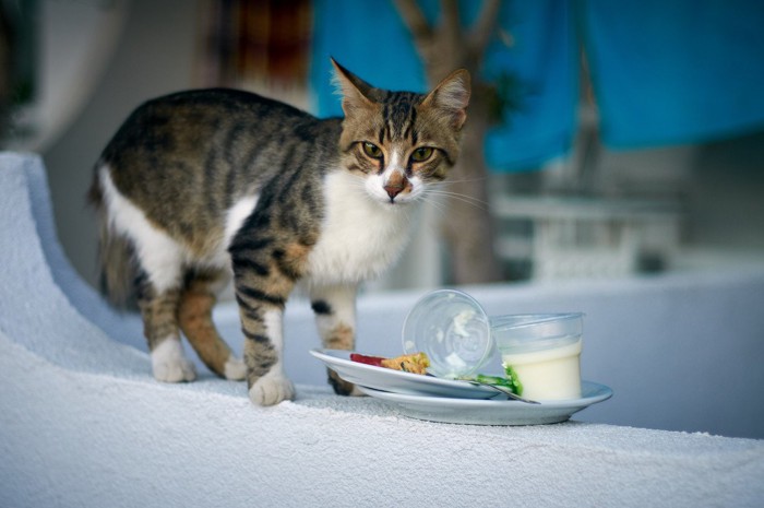 猫とヨーグルト