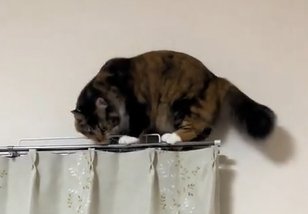 カーテンレールの上で下をのぞき込む猫