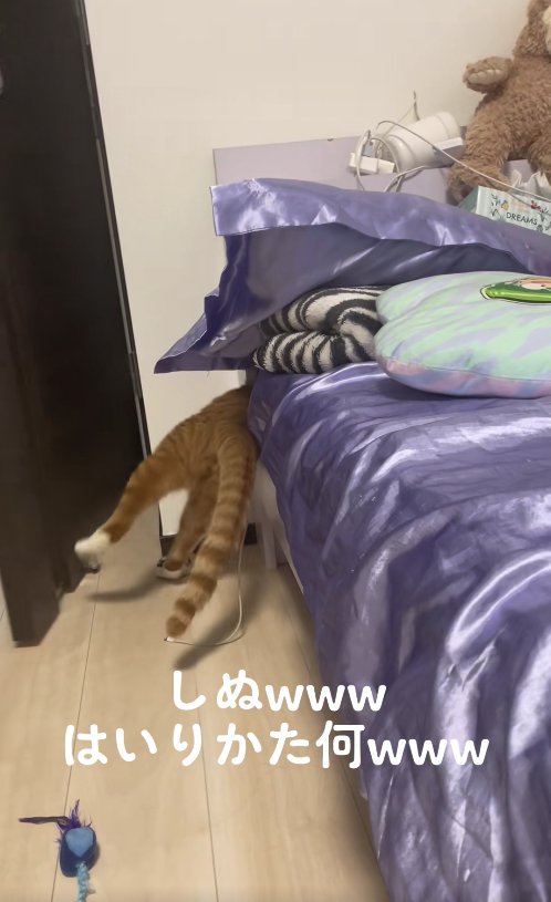 床に右後ろ足をつけてベッドの隙間に入ろうとしている猫