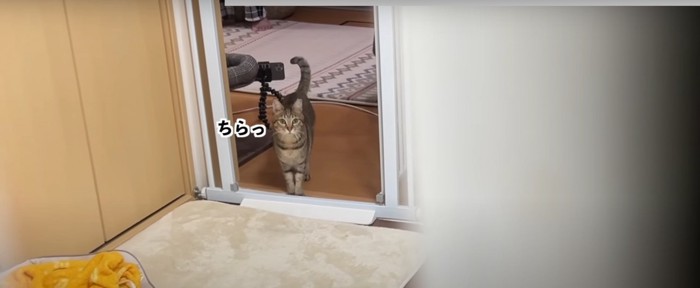 カーテンを見ている猫