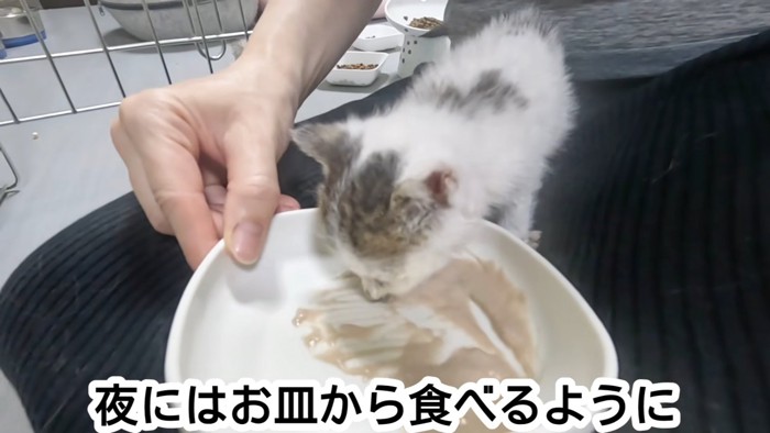 ごはんを食べる子猫
