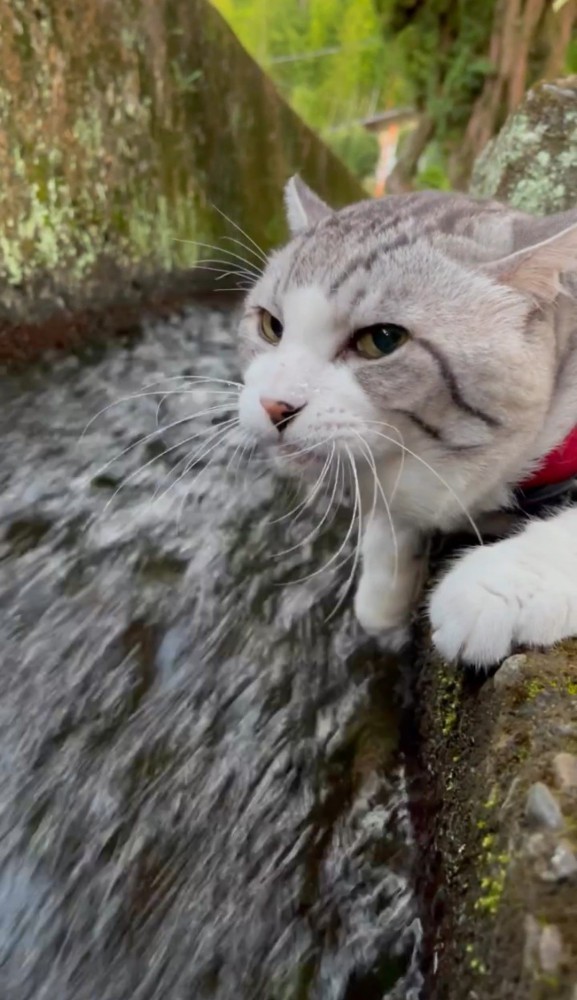 水路の縁の猫