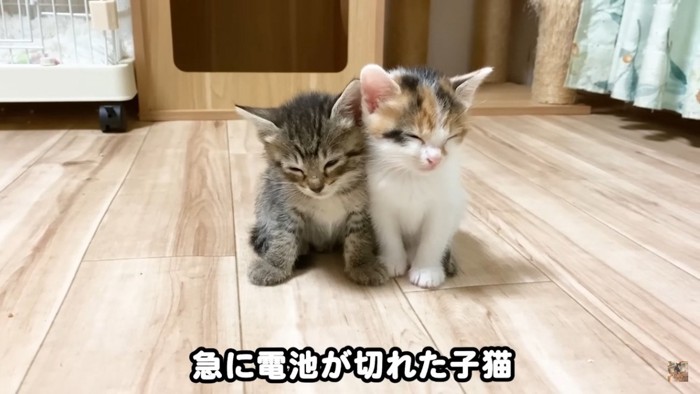 寄り添って寝る2匹の子猫