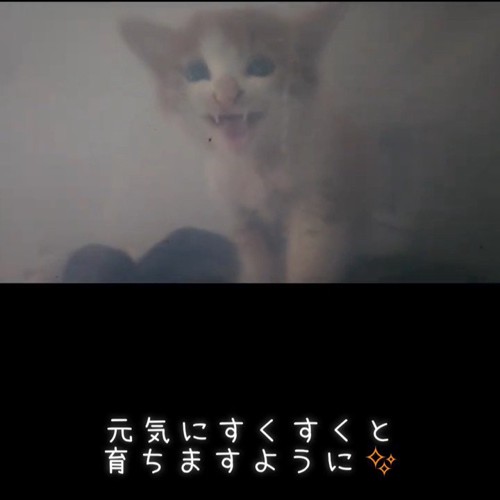 鳴いている子猫
