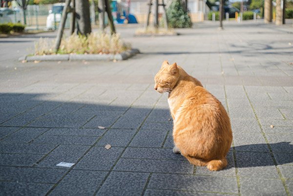 日向ぼっこをする猫