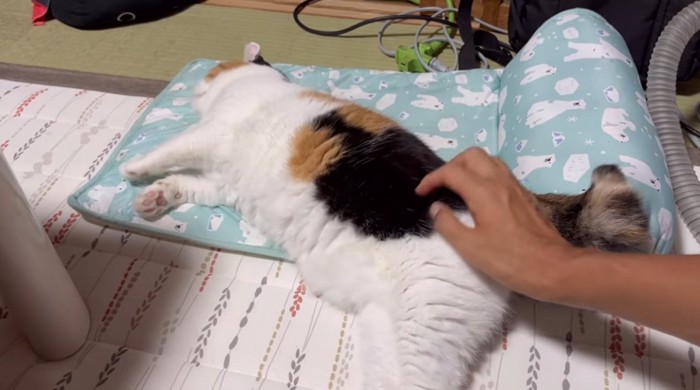 ペットマットに横になっている猫