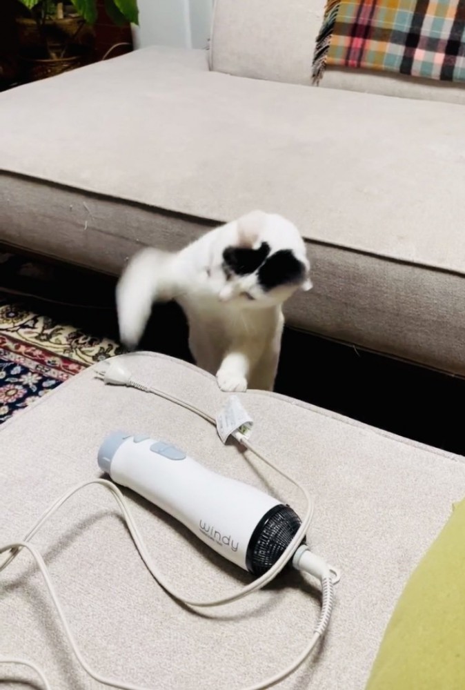 ドライヤーのコンセントにパンチする三毛猫