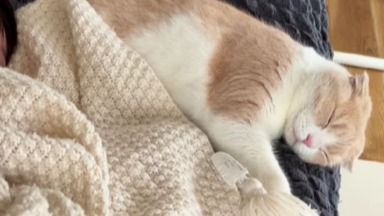 寝ている猫