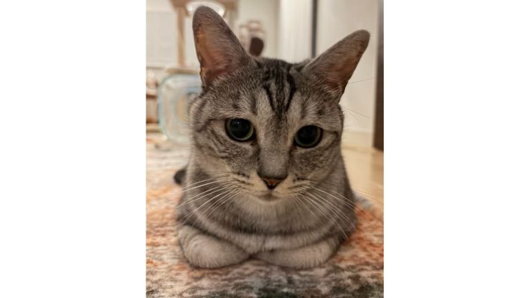 室内にいる猫