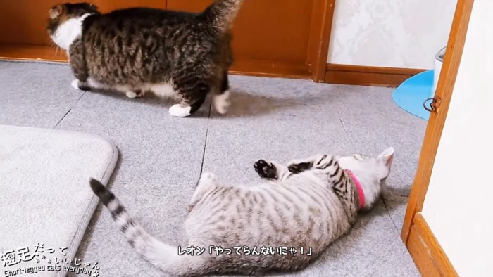 仰向けの子猫と成猫の後ろ姿