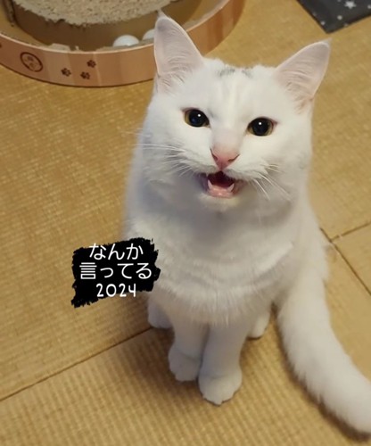 カメラを見る猫