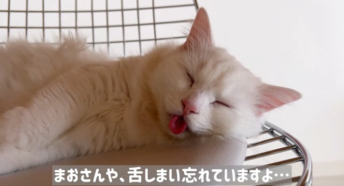 寝ている猫