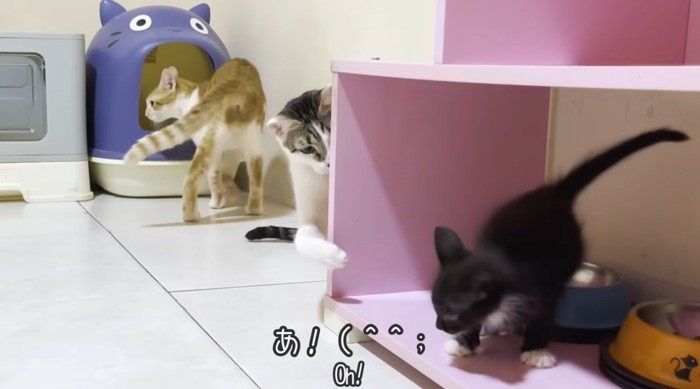 子猫にちょっかいをかける猫