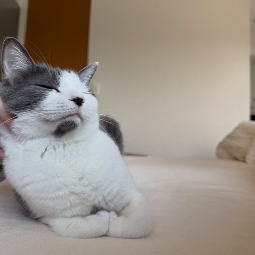飼い主の手に体重を預けて、斜めの体勢になるグレー模様の猫