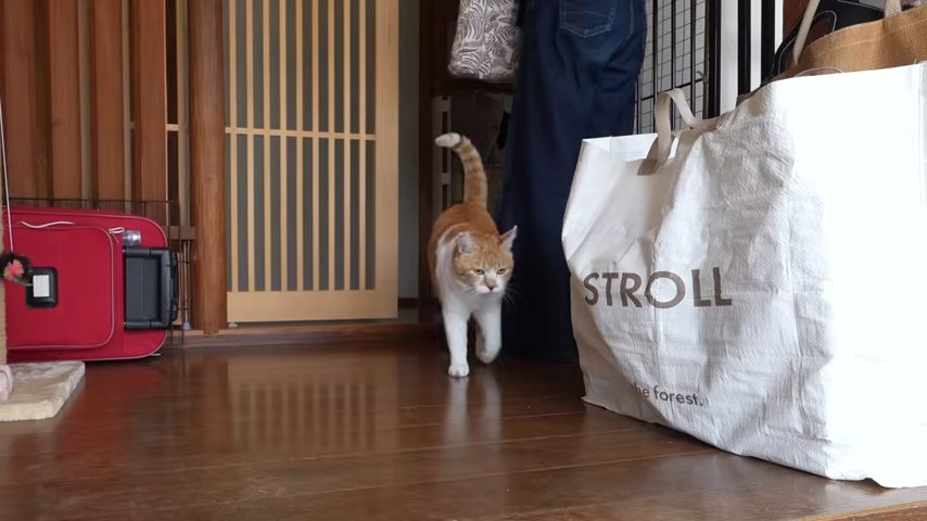 玄関、帰宅した飼い主を出迎える猫