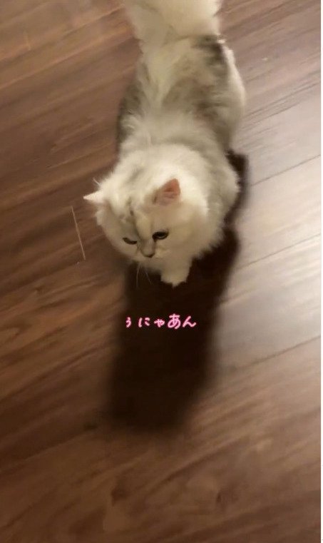 うにゃあんと鳴く猫