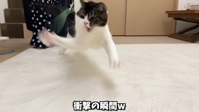 ジャンプする猫