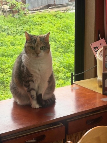 窓の近くで座る猫
