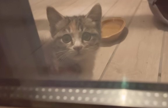 主さんを見つめる子猫