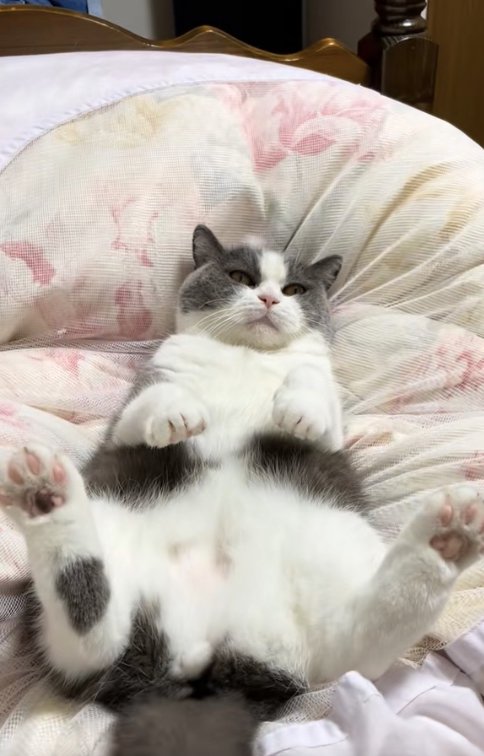 掛け布団の上でひっくり返っている猫