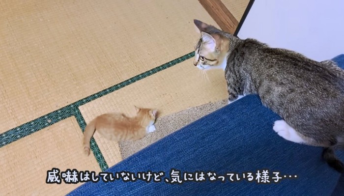 保護子猫の様子を伺うモナカくん