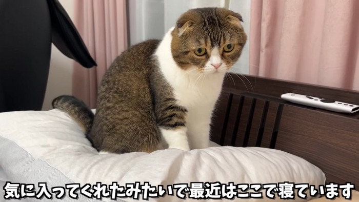 顔を出す猫