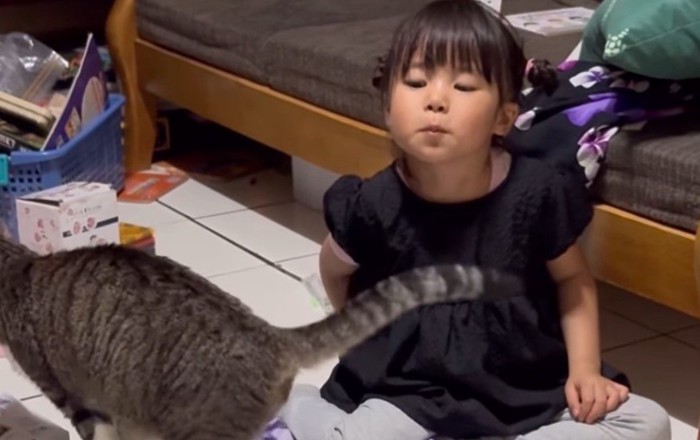 目で猫の動きを追う女の子