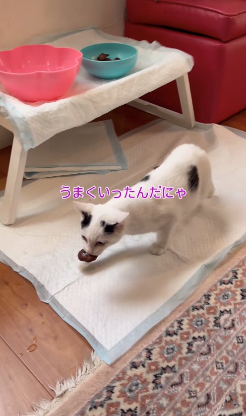 お肉をくわえている子猫