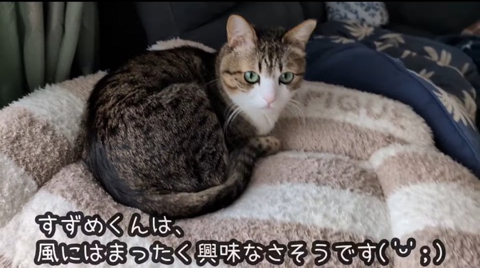 ベッドの上の猫