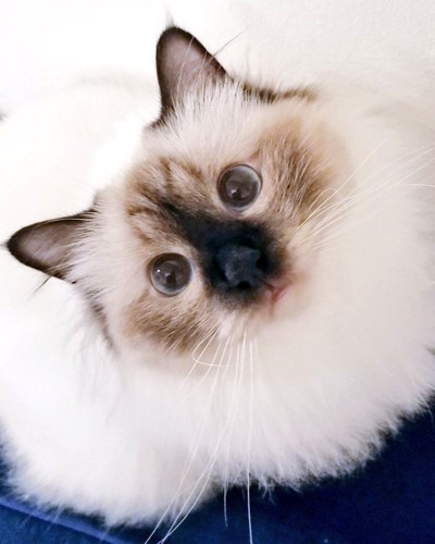 冬毛の猫(うすい)