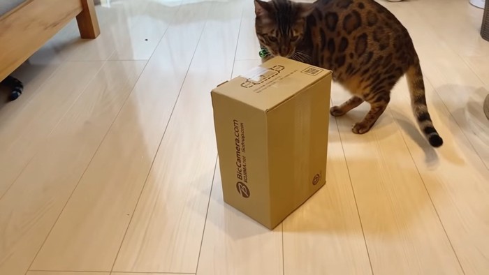 箱を見る猫