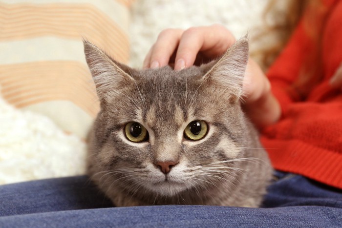 膝の上で寛ぐ猫