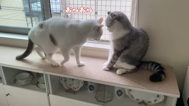 相手に迫る猫と逃げ腰の猫