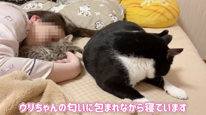 人の顔の前で遊ぶ子猫