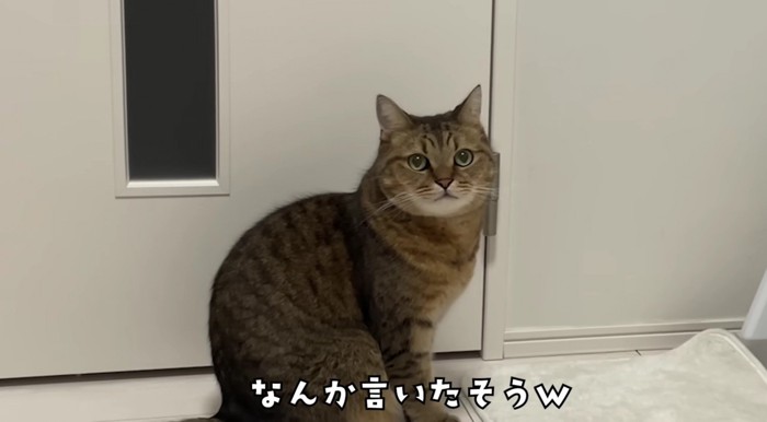 何か言いたげに飼い主さんwみつめるみにらくん