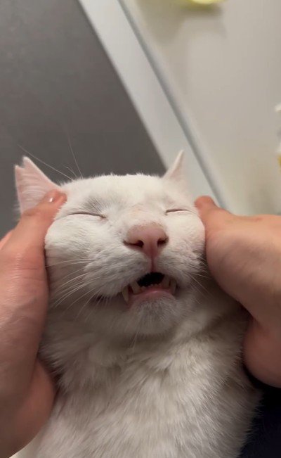 人にマッサージをされている猫