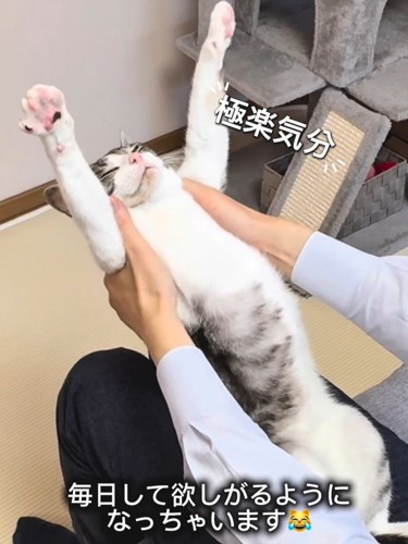 バンザイして目を閉じる猫