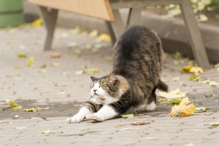 伸びる猫