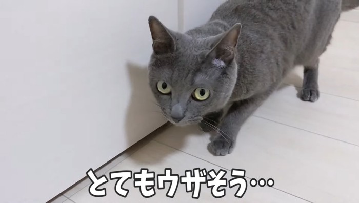 とてもウザそうの文字と猫