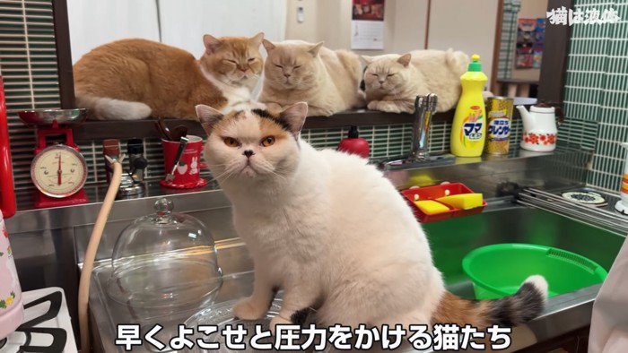 座る猫と後ろにいる3匹の猫