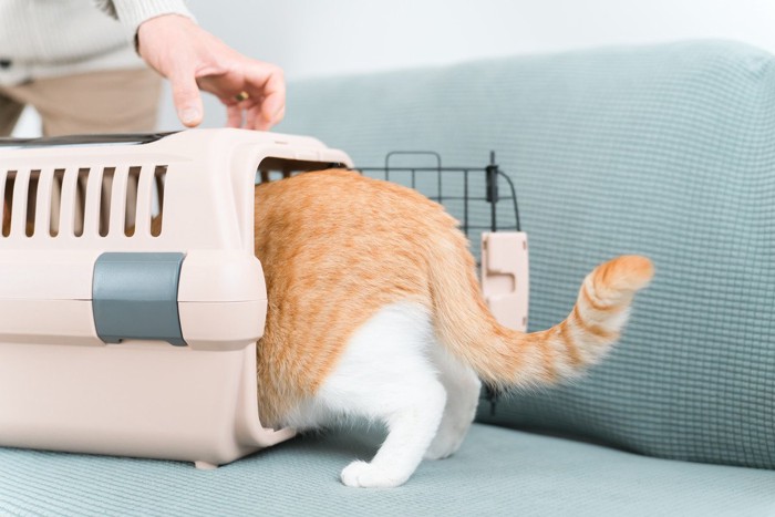 キャリーケースに入る猫