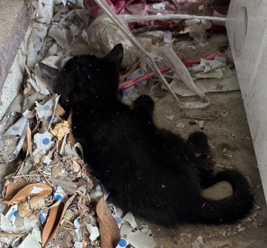 ひとりでゴミの中にうずくまる子猫