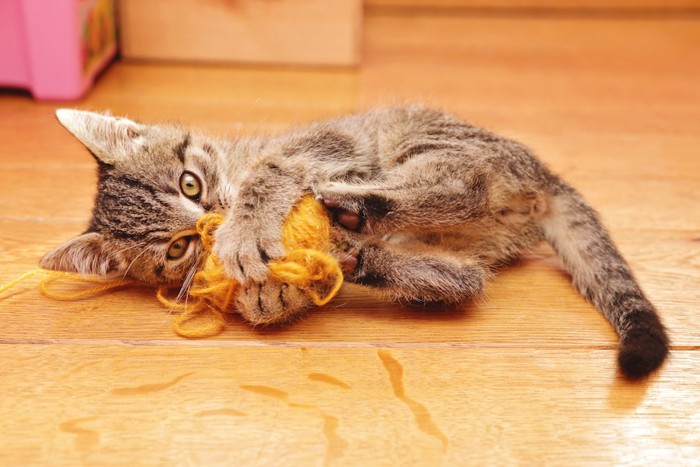 おもちゃを蹴って遊ぶ子猫