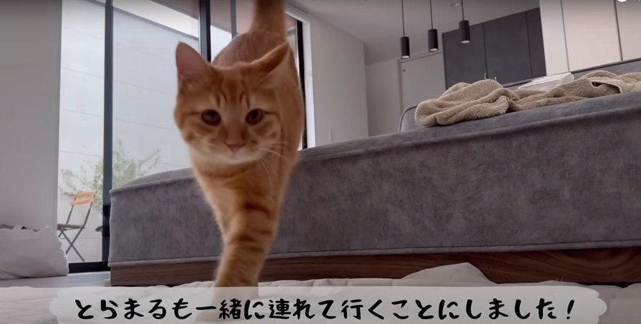 ソファから降りる猫