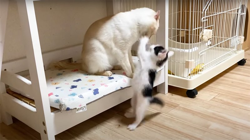 猫パンチする子猫