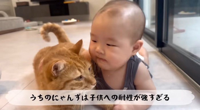 赤ちゃんに触られている猫