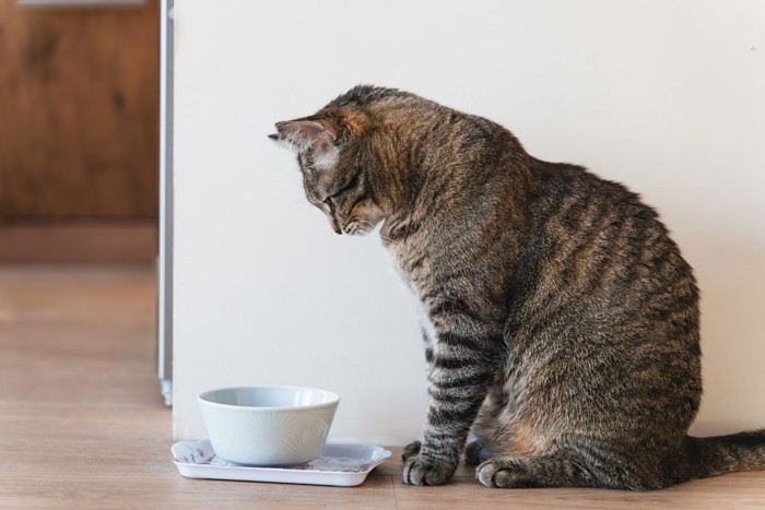 食器を見つめている猫