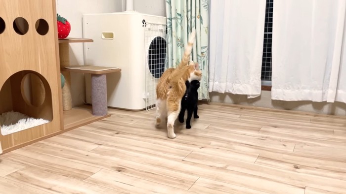 くっついて歩くふたり