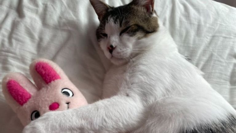 寝ている猫